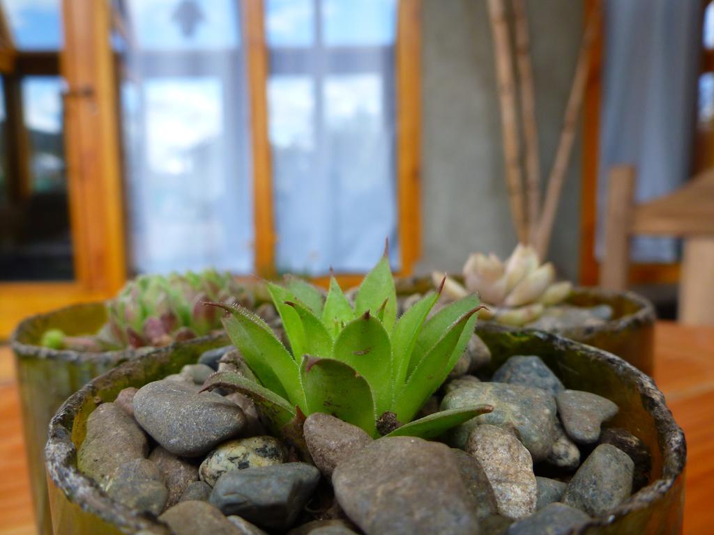 אל בולסון Earthship Patagonia Eco Accommodations מראה חיצוני תמונה